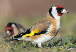 European Goldfinch