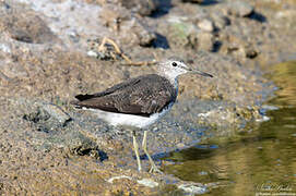 Green Sandpiper