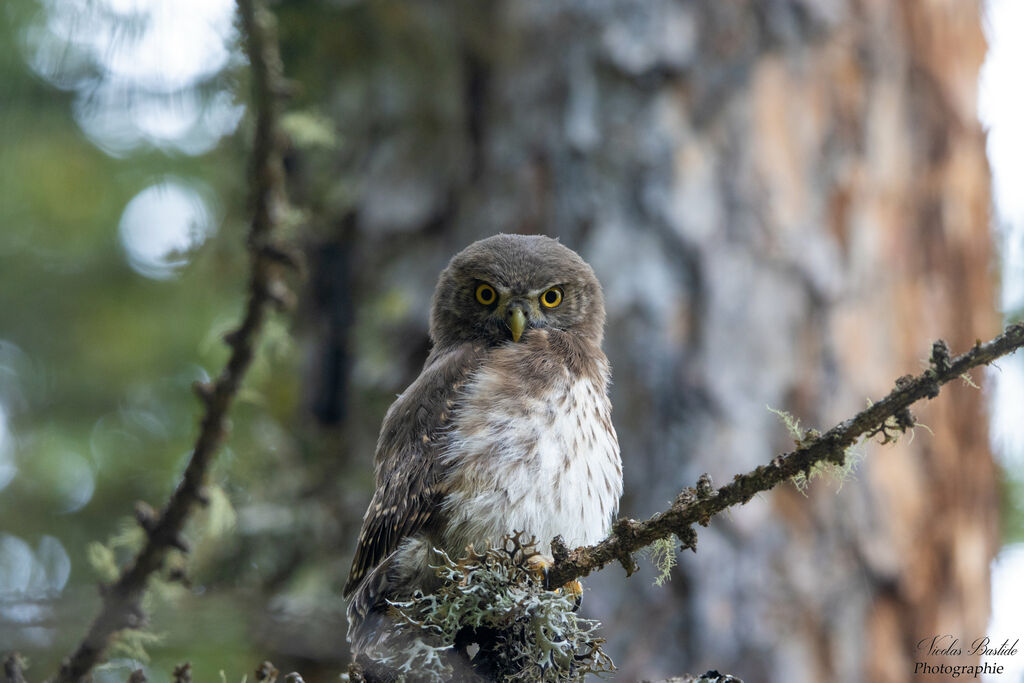 Eurasian Pygmy Owljuvenile, identification, aspect