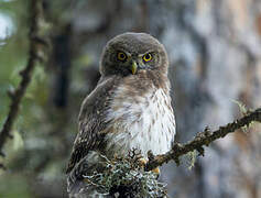 Eurasian Pygmy Owl