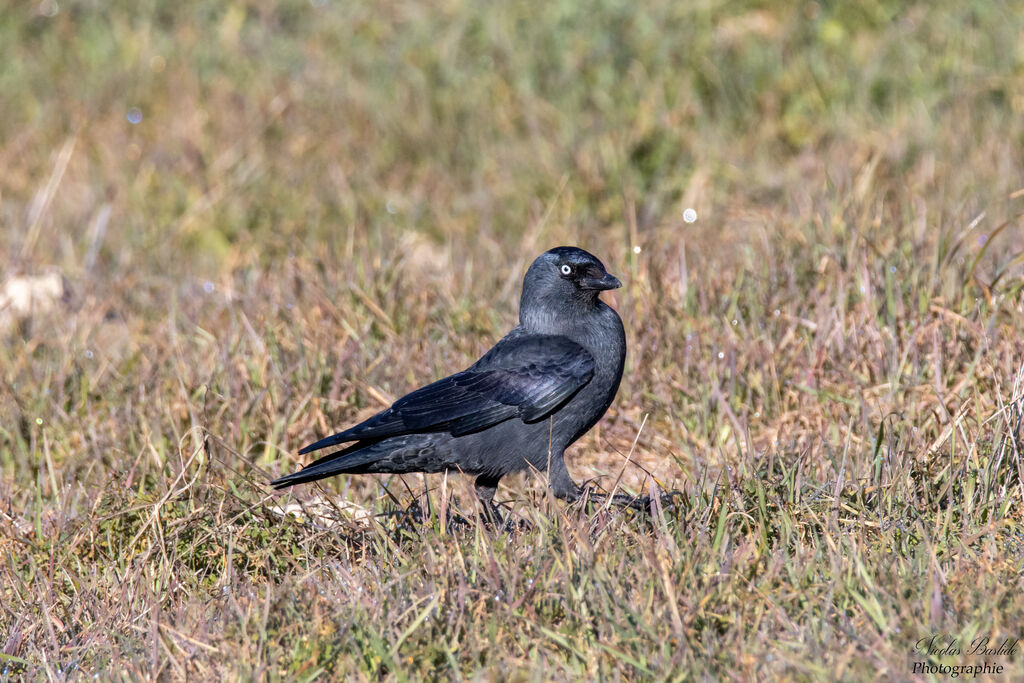 Western Jackdawadult, identification, eats