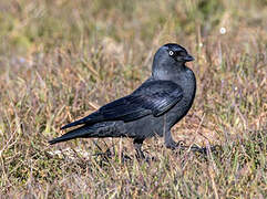 Western Jackdaw