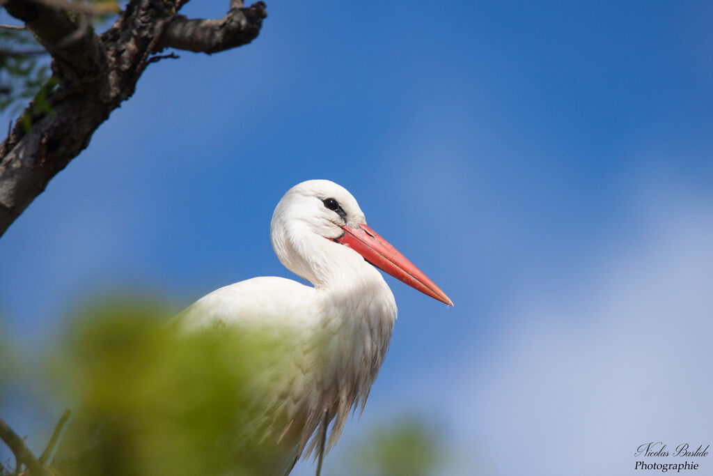 White Storkadult breeding, close-up portrait, aspect