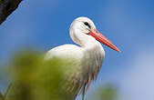 Cigogne blanche