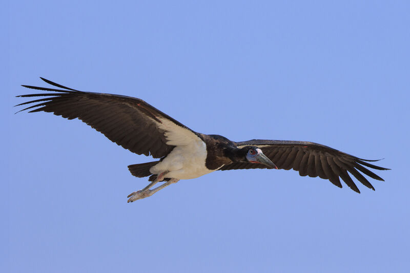 Abdim's Storkadult breeding, aspect, Flight