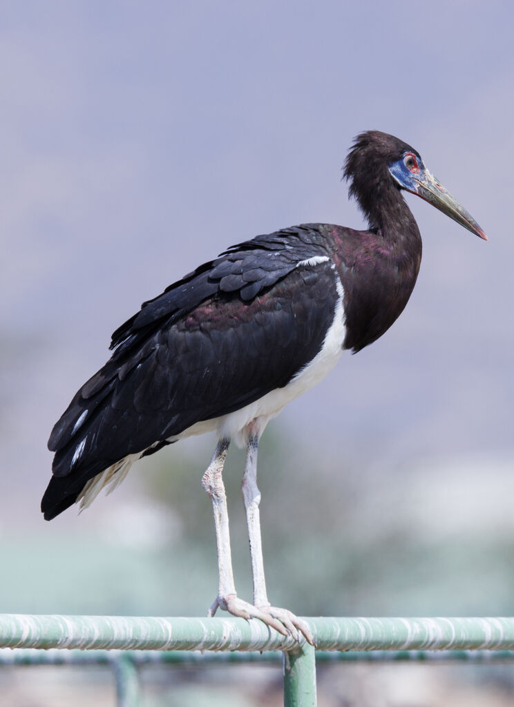 Cigogne d'Abdim