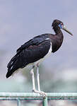 Cigogne d'Abdim