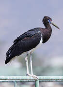 Abdim's Stork