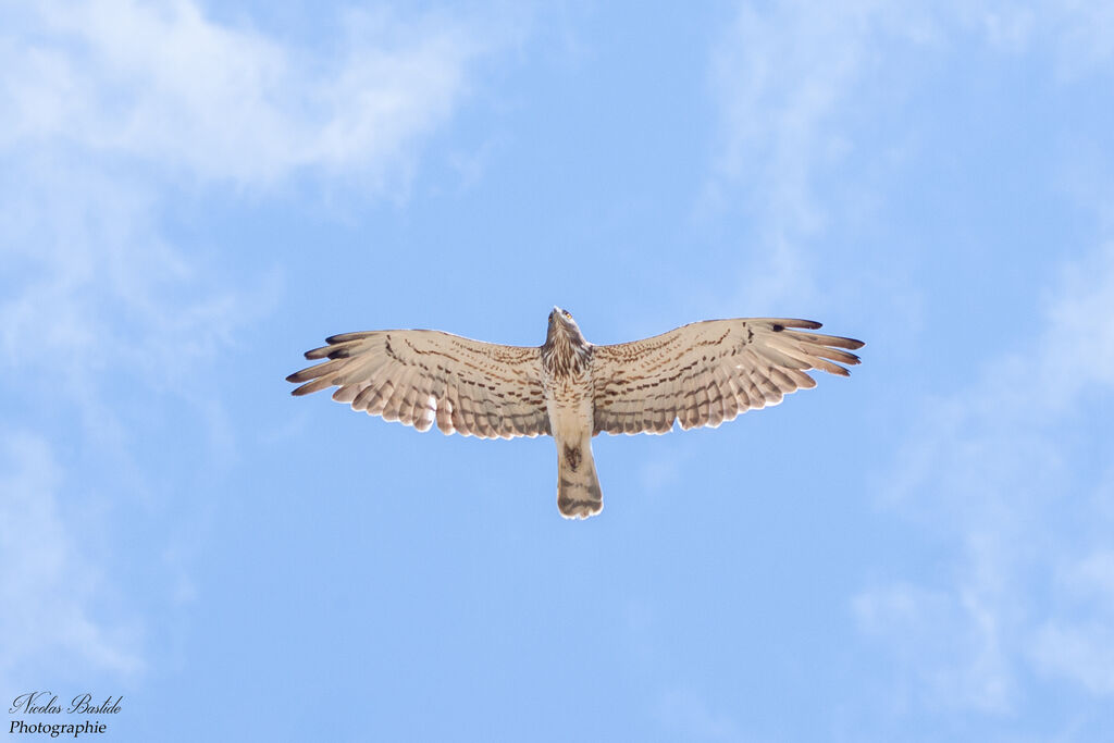 Short-toed Snake Eagleadult, aspect, Flight