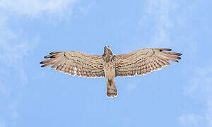 Short-toed Snake Eagle