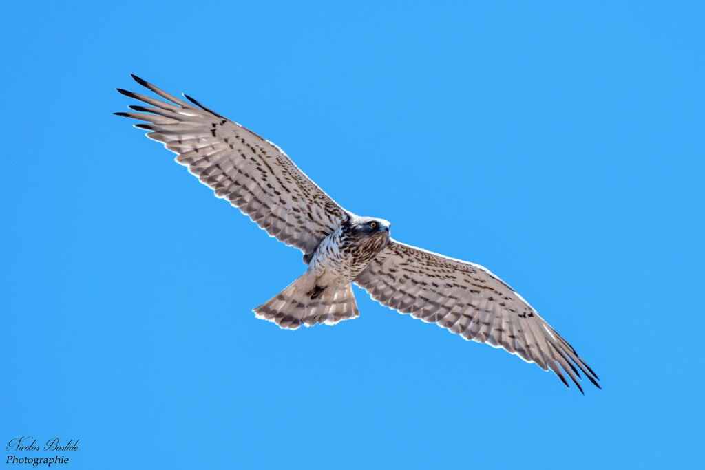 Short-toed Snake Eagleadult, aspect, Flight