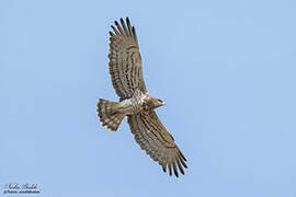 Short-toed Snake Eagle