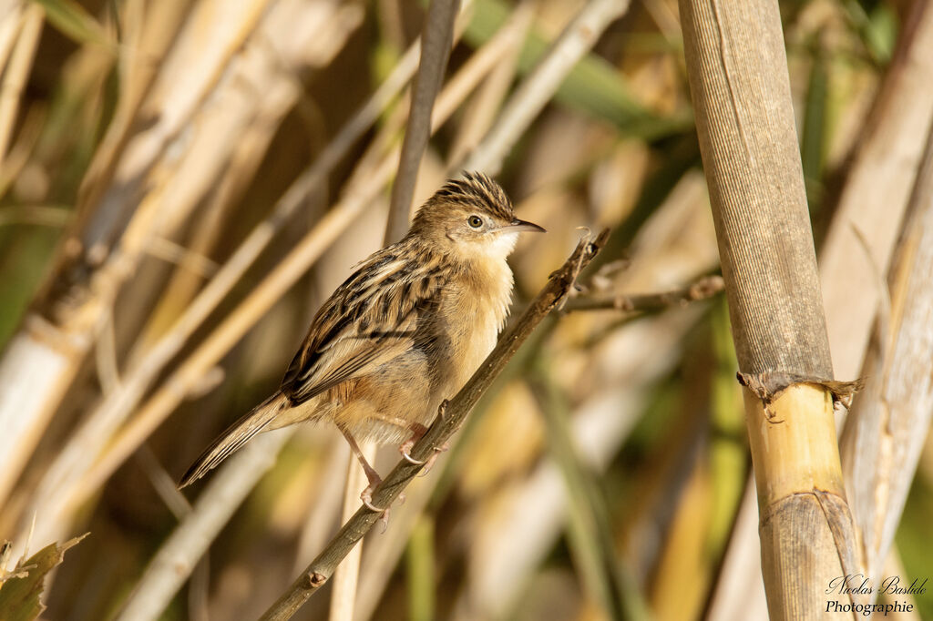 Zitting Cisticolaadult post breeding, identification, aspect