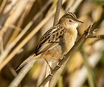 Zitting Cisticola