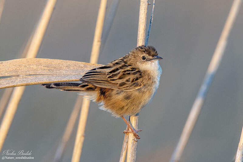 cisticole-des-joncs-cisticola-juncidis-niba329385