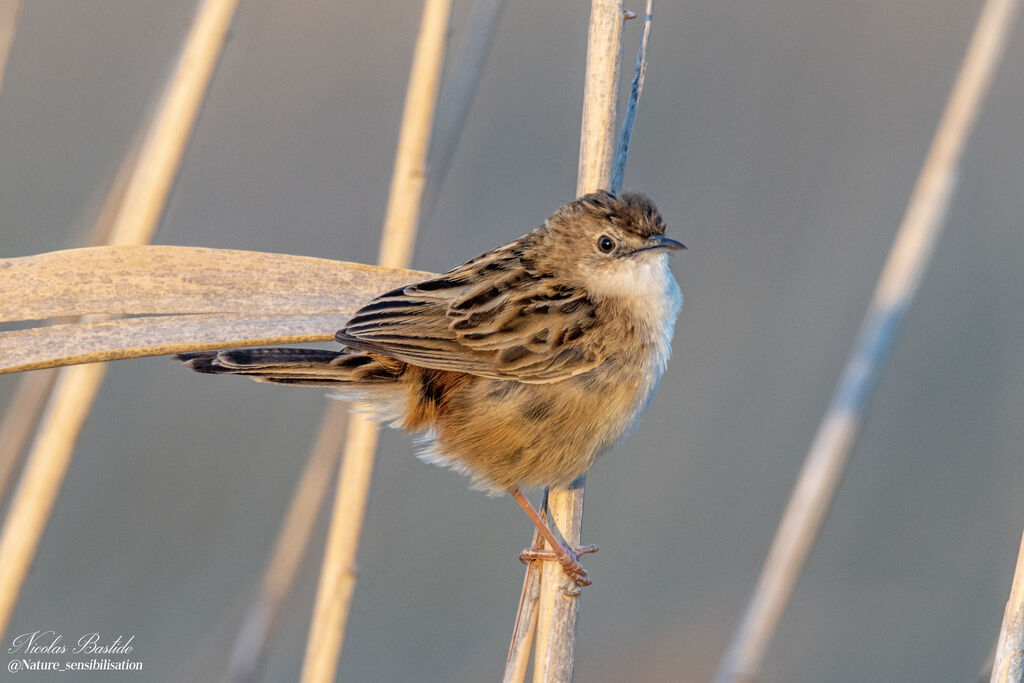 Zitting Cisticola