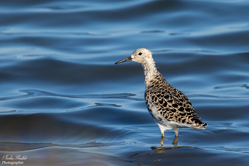 Ruff male adult transition, identification, moulting