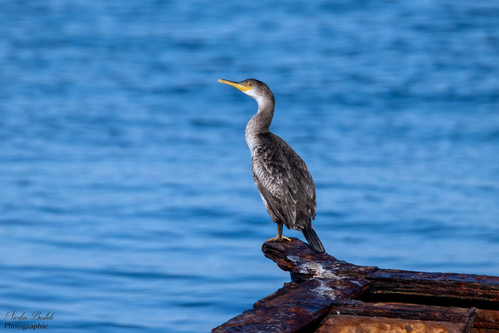 European Shagimmature, identification, aspect