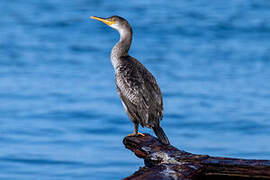 European Shag