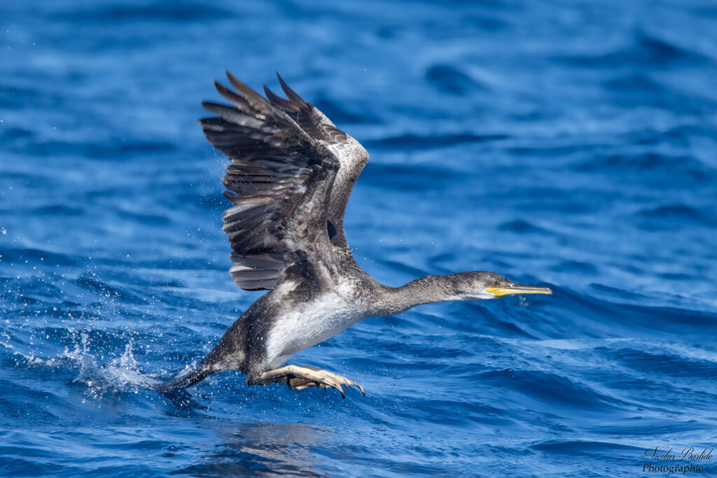 Cormoran huppéimmature, Vol