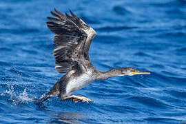 European Shag