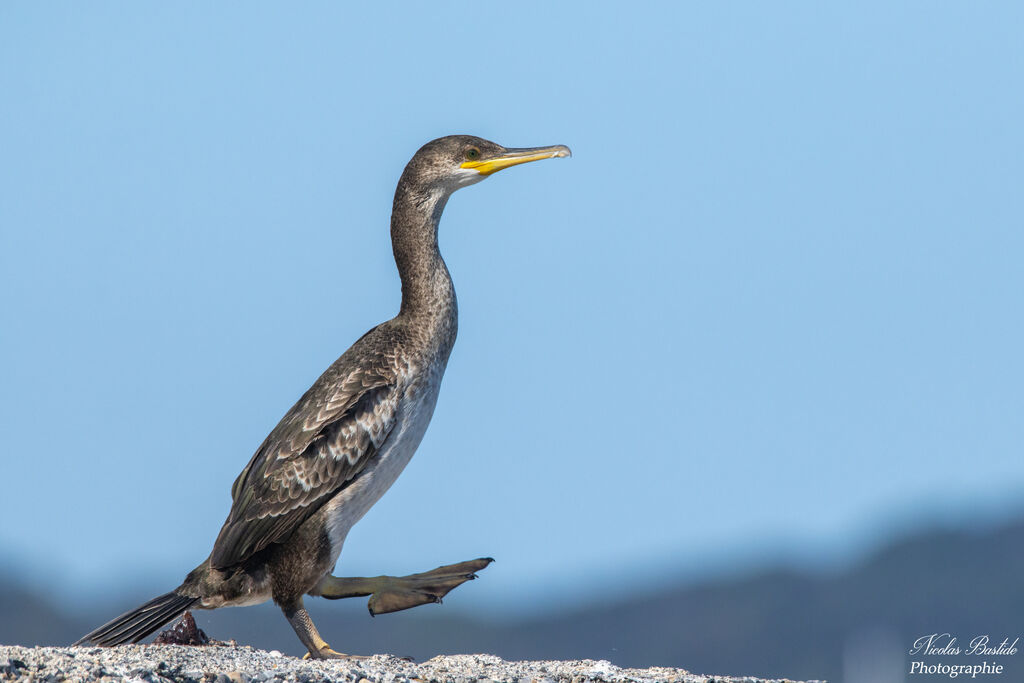 Cormoran huppéimmature, identification, composition, marche