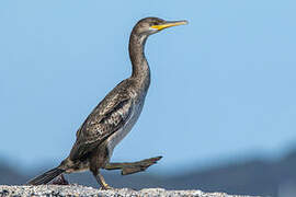 European Shag