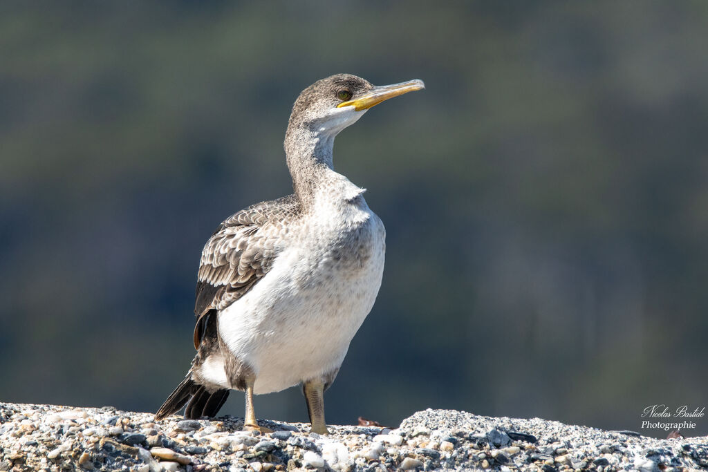 Cormoran huppéimmature, identification