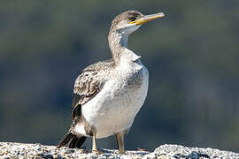 European Shag