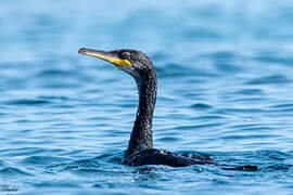 European Shag