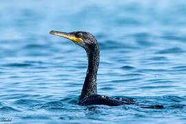 European Shag