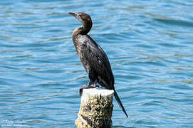 Pygmy Cormorant