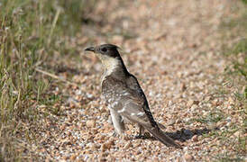 Great Spotted Cuckoo