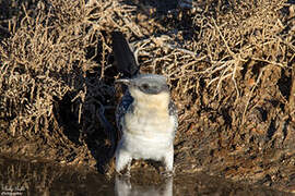 Great Spotted Cuckoo