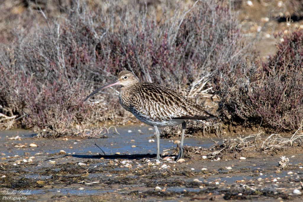 Eurasian Curlew