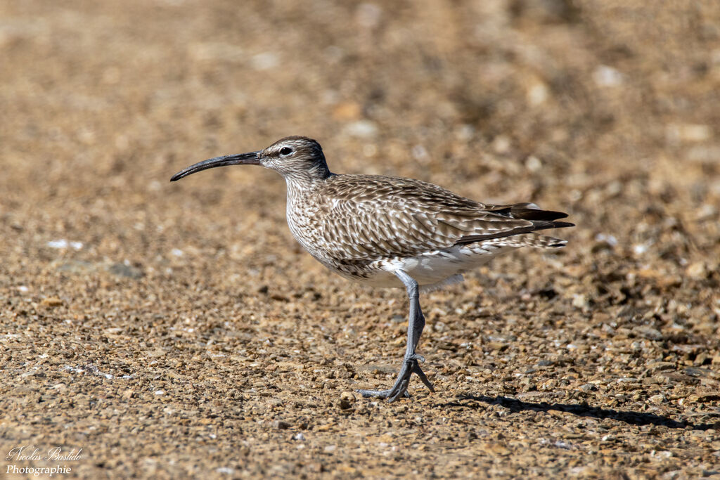 Eurasian Whimbrel