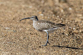 Eurasian Whimbrel