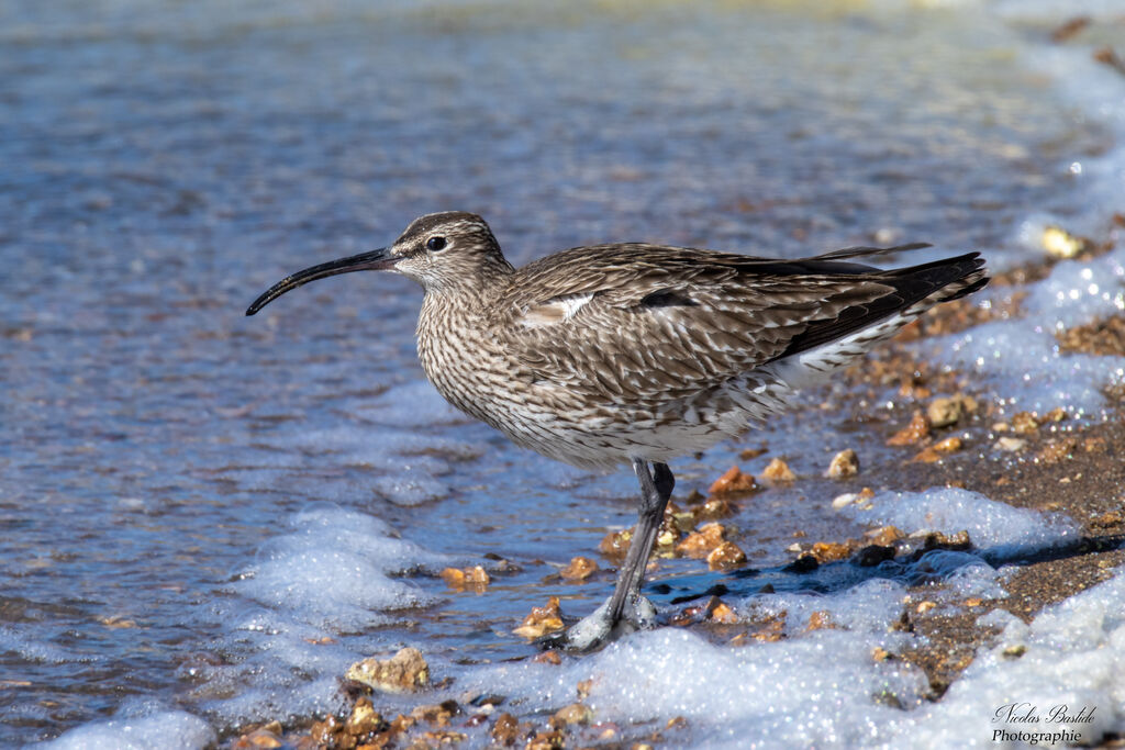 Eurasian Whimbrel