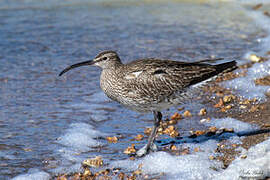 Eurasian Whimbrel