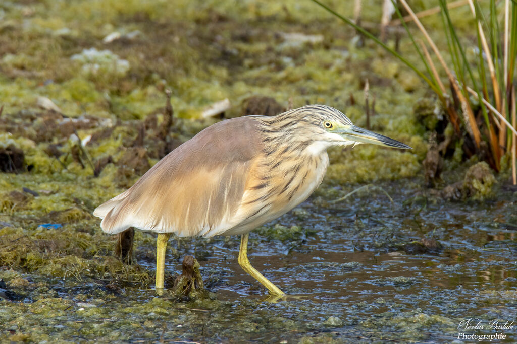 Crabier chevelu