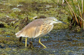 Squacco Heron