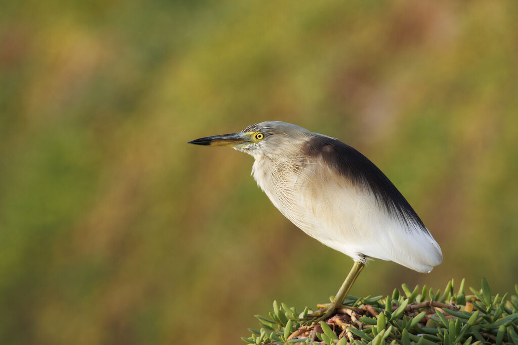 Indian Pond Heron