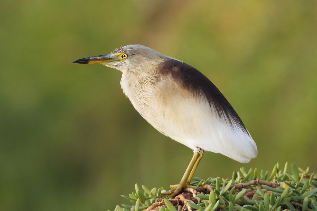 Indian Pond Heron