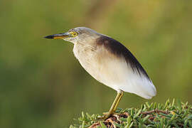 Indian Pond Heron