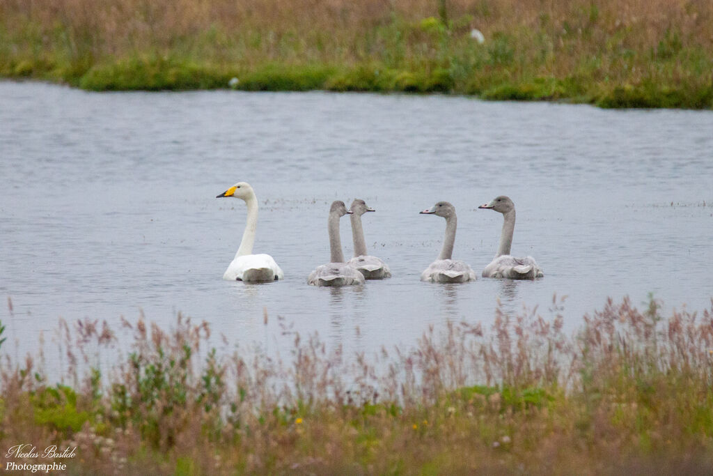 Whooper Swan