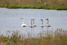 Cygne chanteur