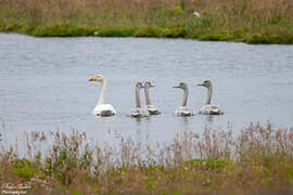 Whooper Swan