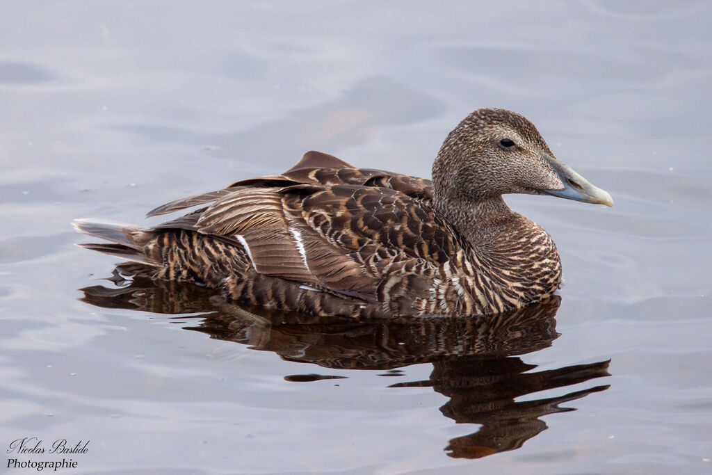 Common Eider