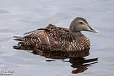 Eider à duvet