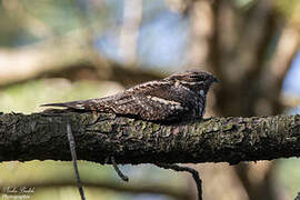 European Nightjar